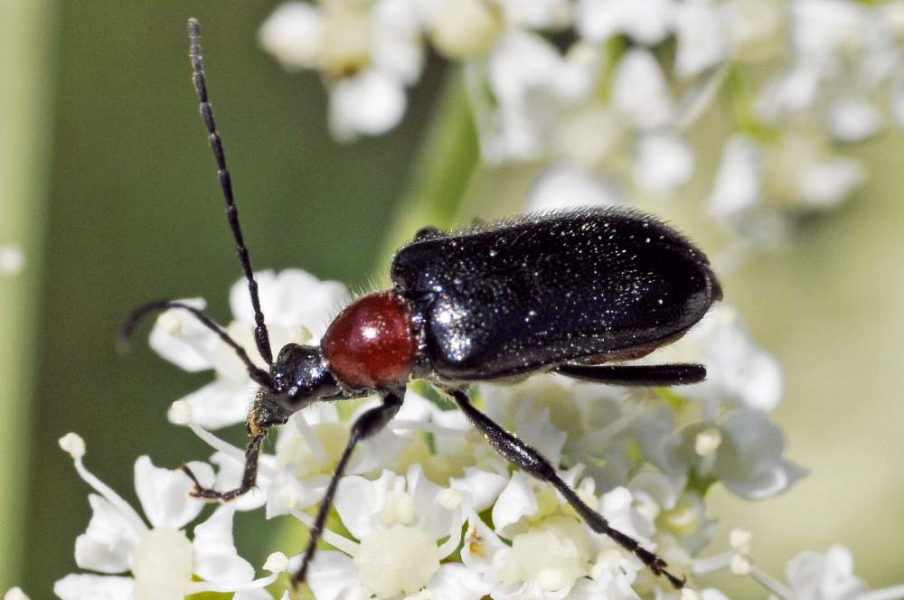 Dinoptera collaris (Cerambycidae)